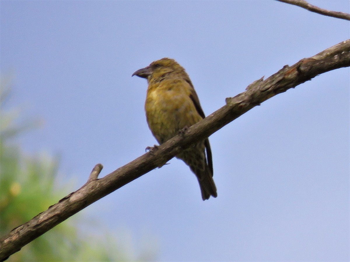 Red Crossbill - ML101624661