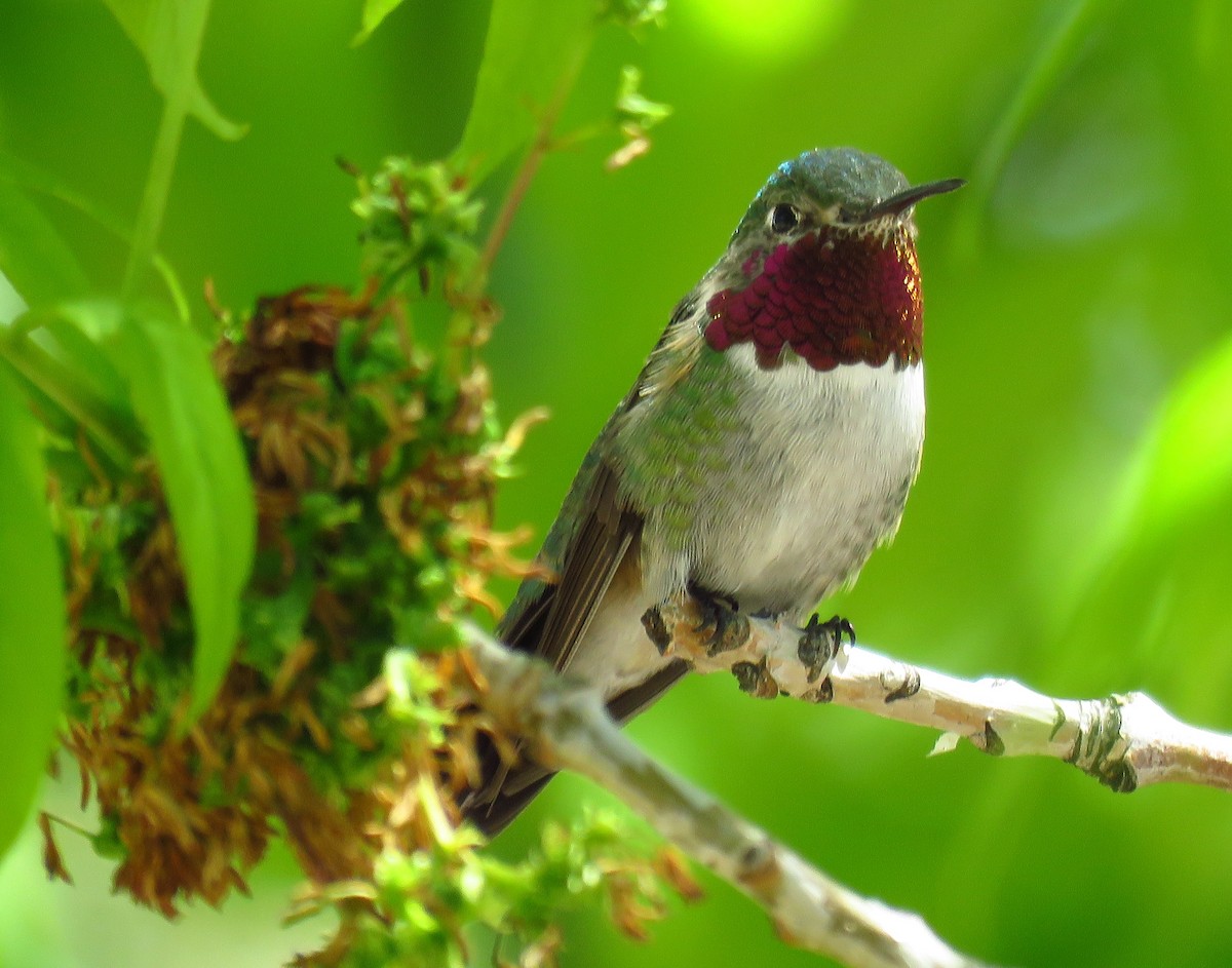 eBird Checklist - 17 May 2018 - Chatfield SP--Audubon Center & Trails ...