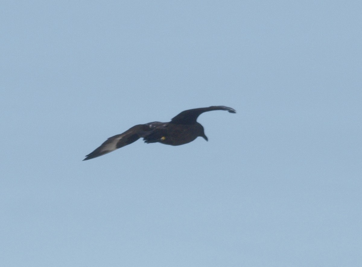 Brown Skua - ML101625601