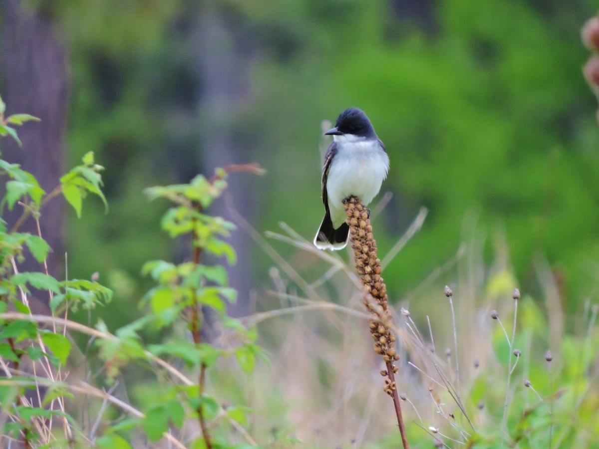 Eastern Kingbird - Thomas Williams