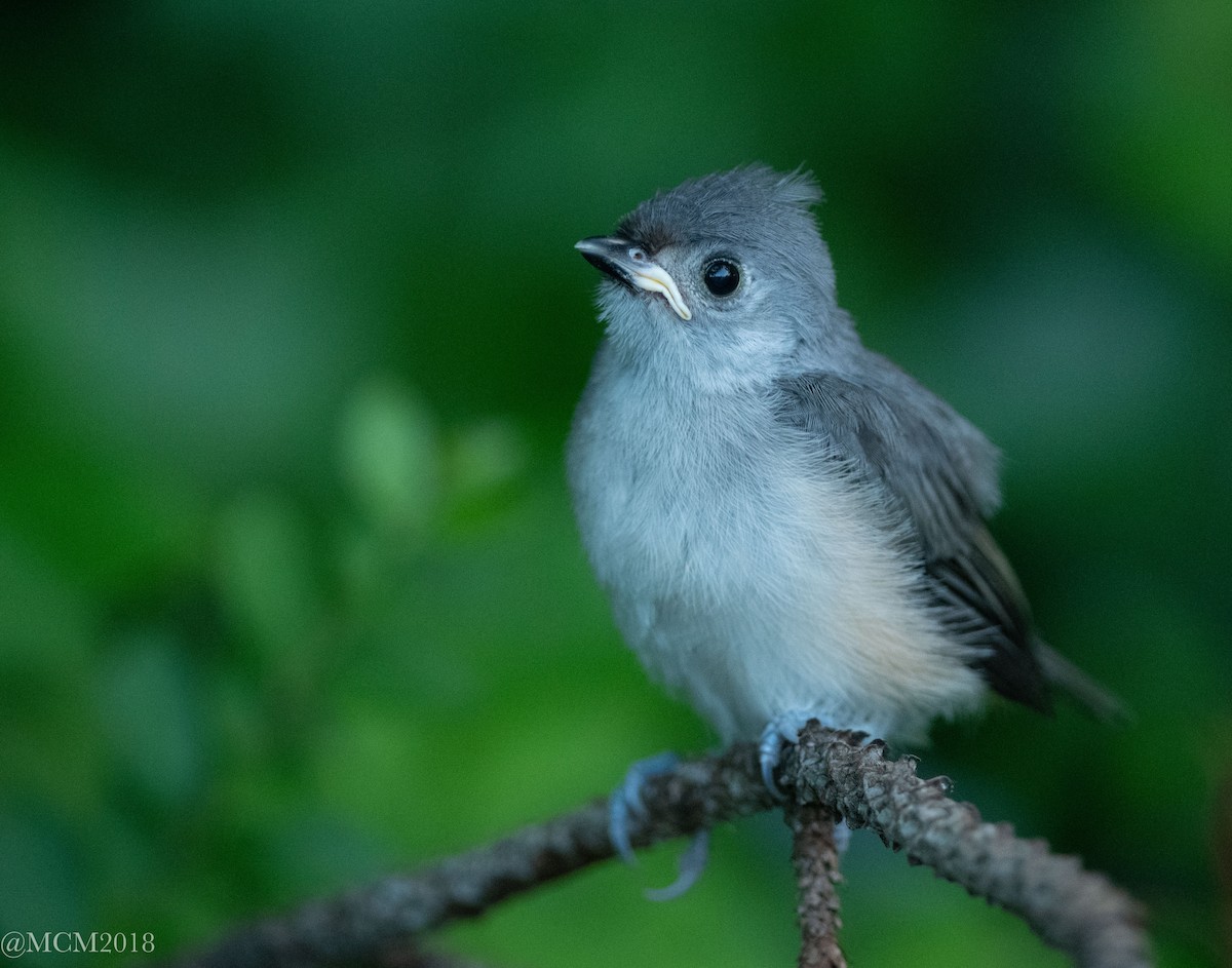 Tufted Titmouse - Mary Catherine Miguez