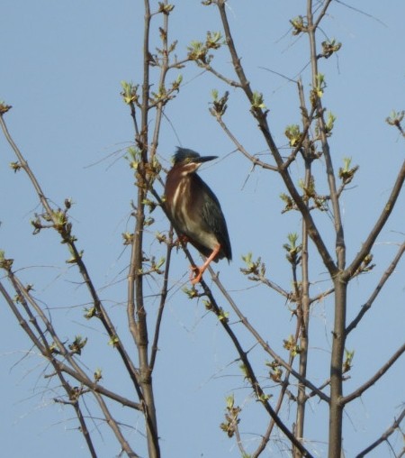 Green Heron - ML101628081