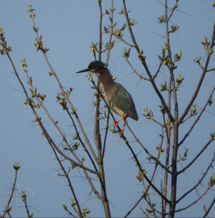 Green Heron - ML101628101