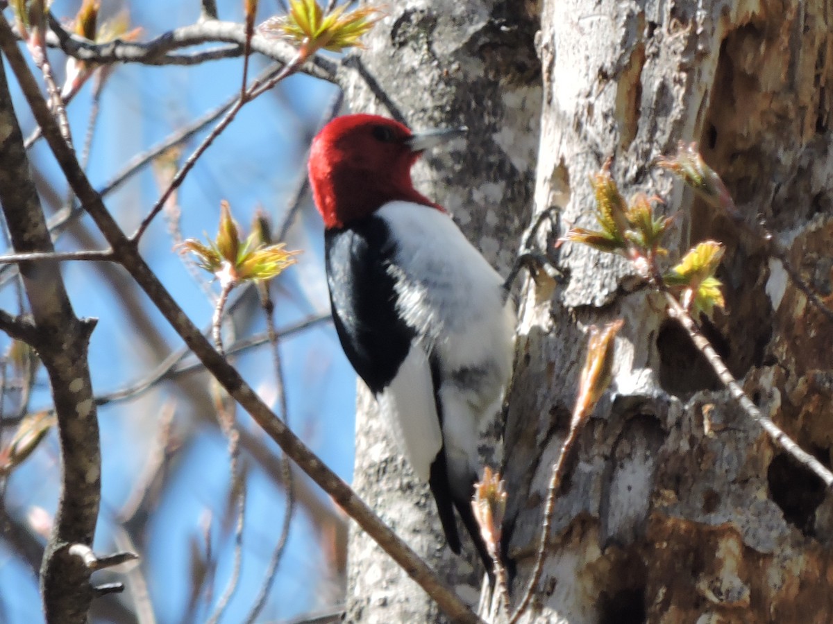 Red-headed Woodpecker - ML101629121