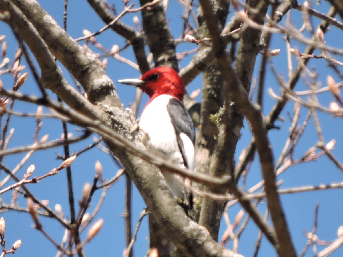 Red-headed Woodpecker - ML101629131
