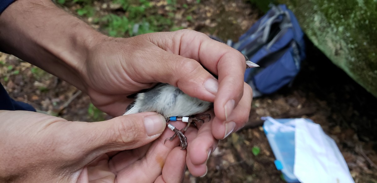 Junco ardoisé - ML101629891