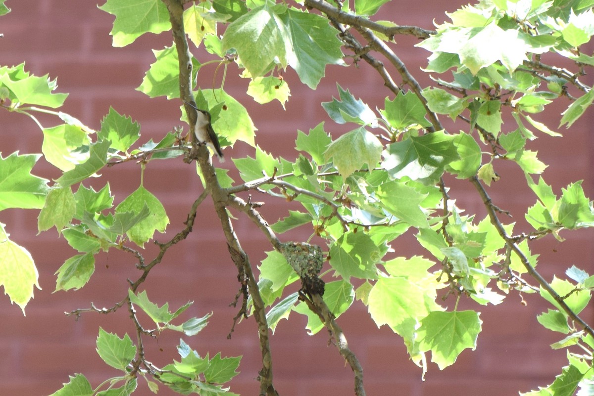 Ruby-throated Hummingbird - ML101630601