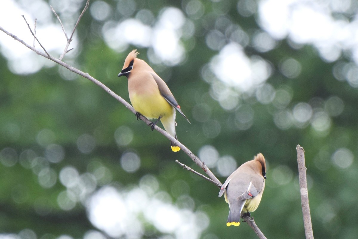 Cedar Waxwing - ML101630641