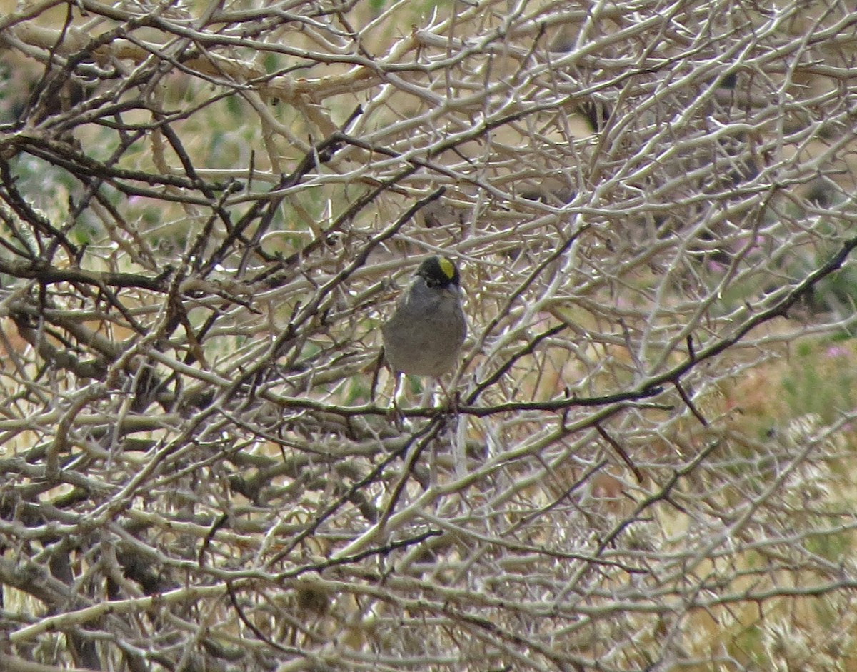 Golden-crowned Sparrow - ML101632161