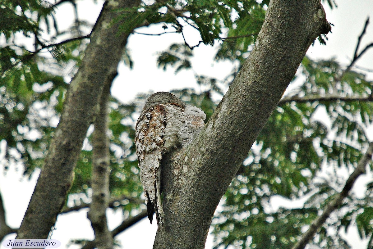 Great Potoo - Juan Escudero