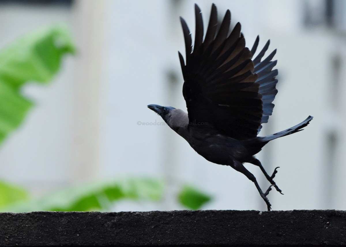 House Crow - Rajesh Radhakrishnan