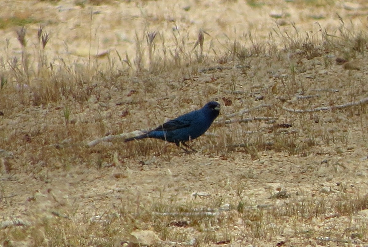 Indigo Bunting - ML101638871