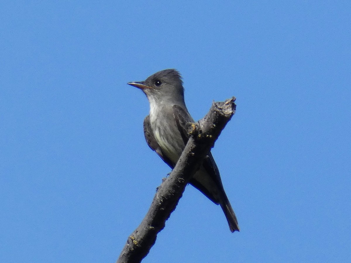 Olive-sided Flycatcher - Garry Hayes