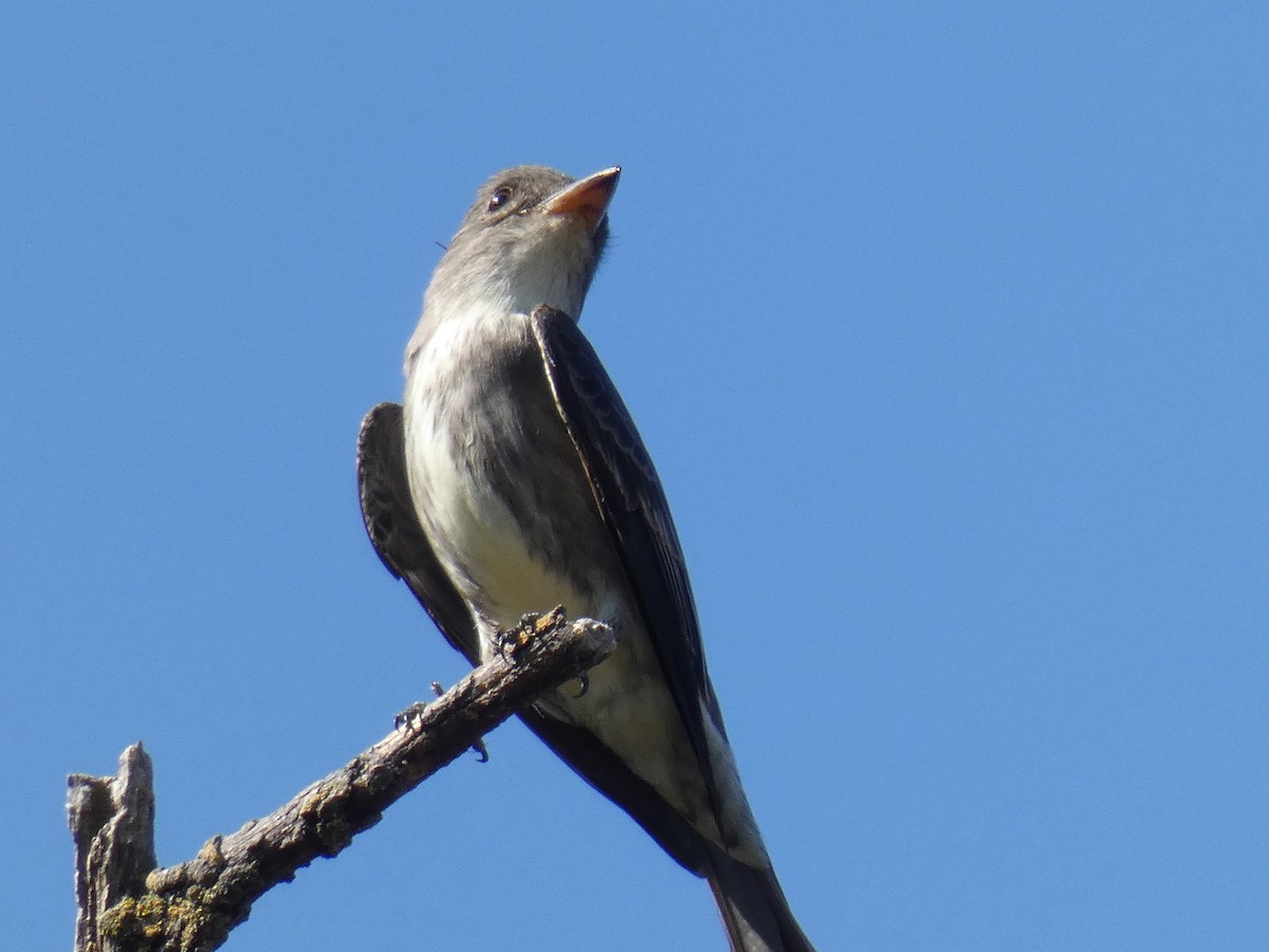 Olive-sided Flycatcher - ML101638951