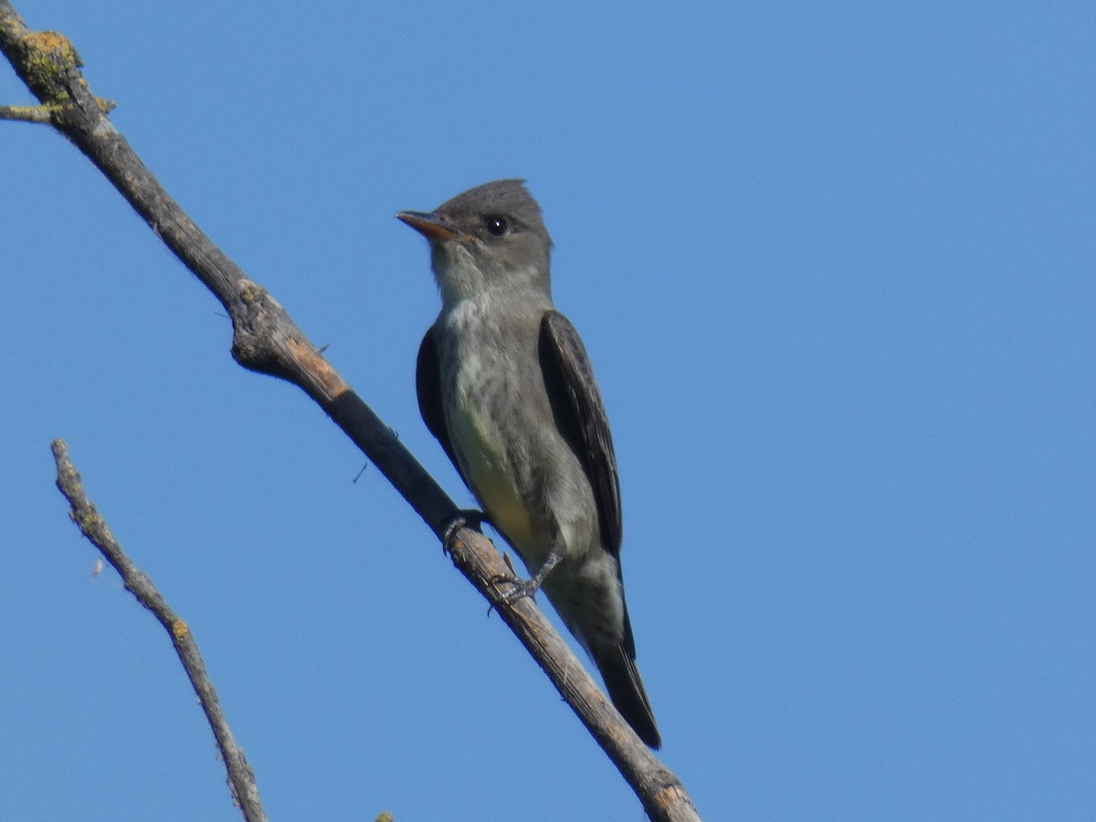 Olive-sided Flycatcher - ML101638981