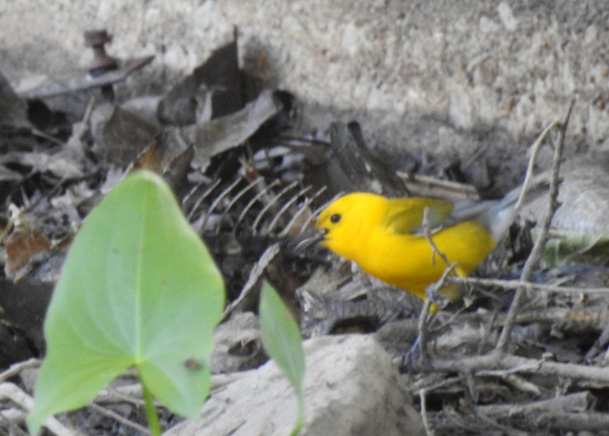Prothonotary Warbler - ML101640551