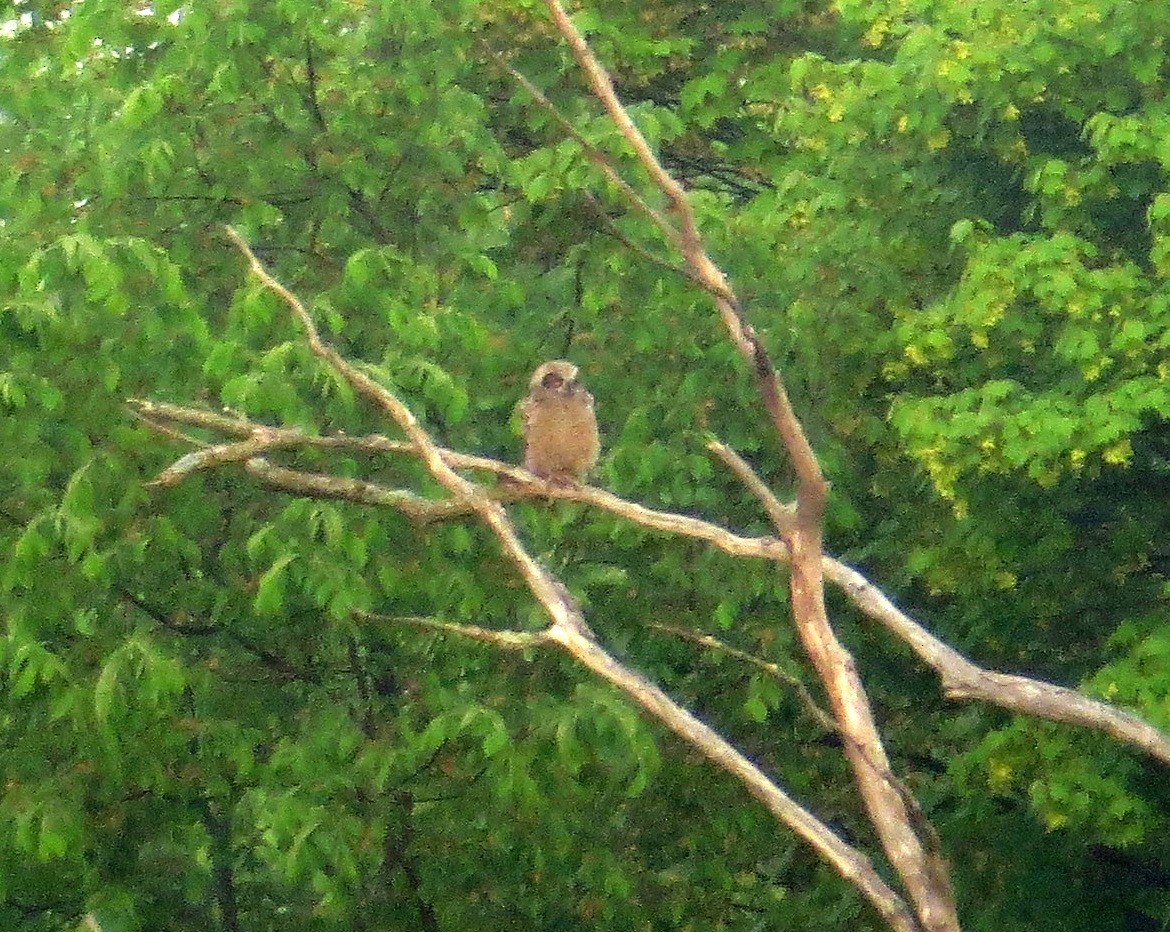 Great Horned Owl - ML101641211