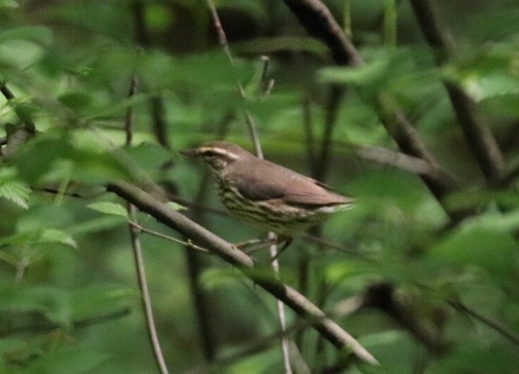 Northern Waterthrush - ML101643281