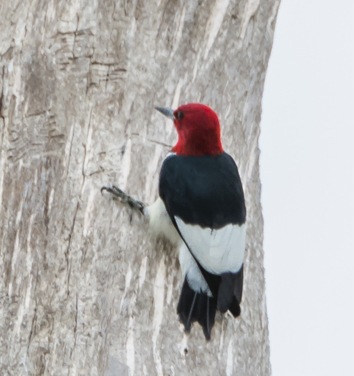 Red-headed Woodpecker - ML101643491