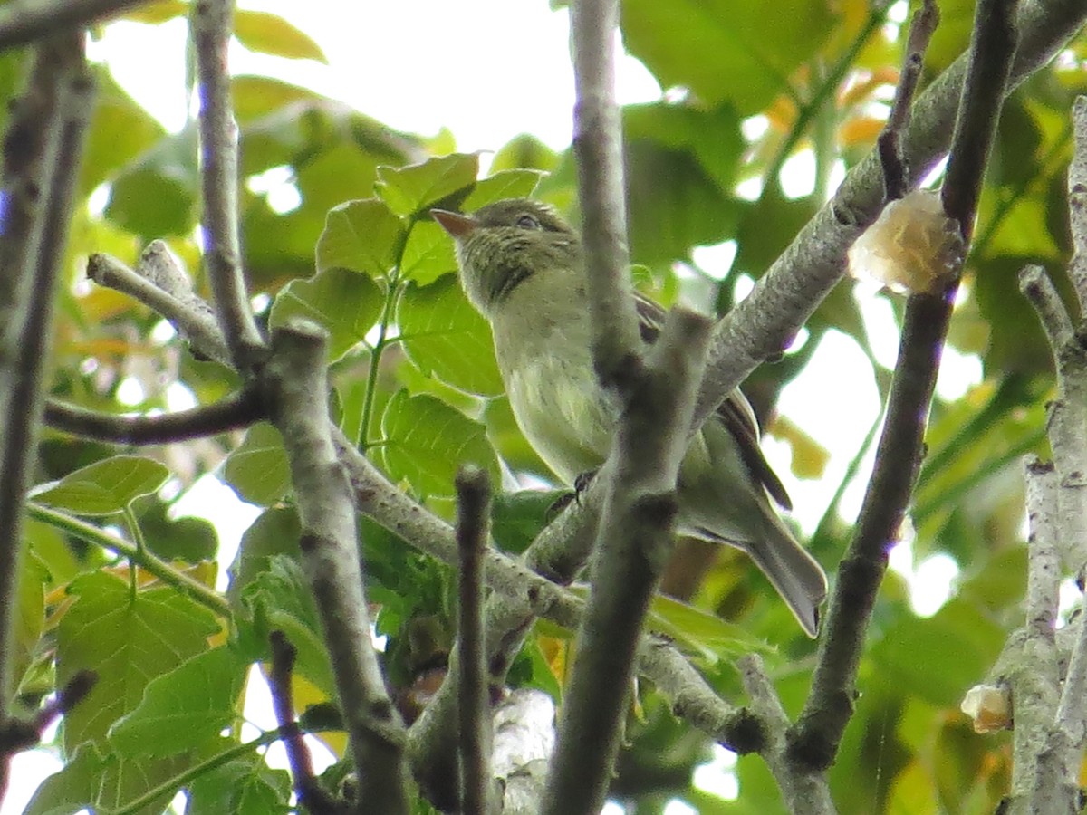 tyranovec žlutobřichý - ML101643971