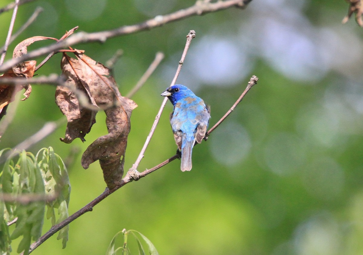 Indigo Bunting - Petra DeBruine