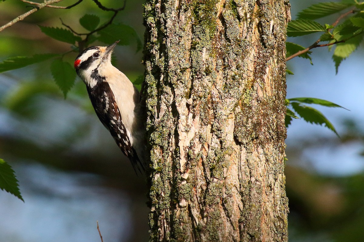 Downy Woodpecker - ML101647601