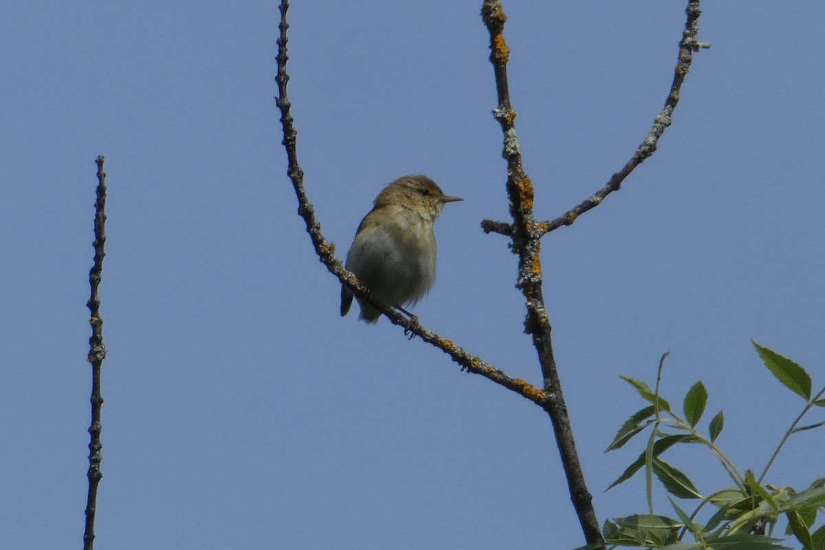 Iberian Chiffchaff - ML101647621