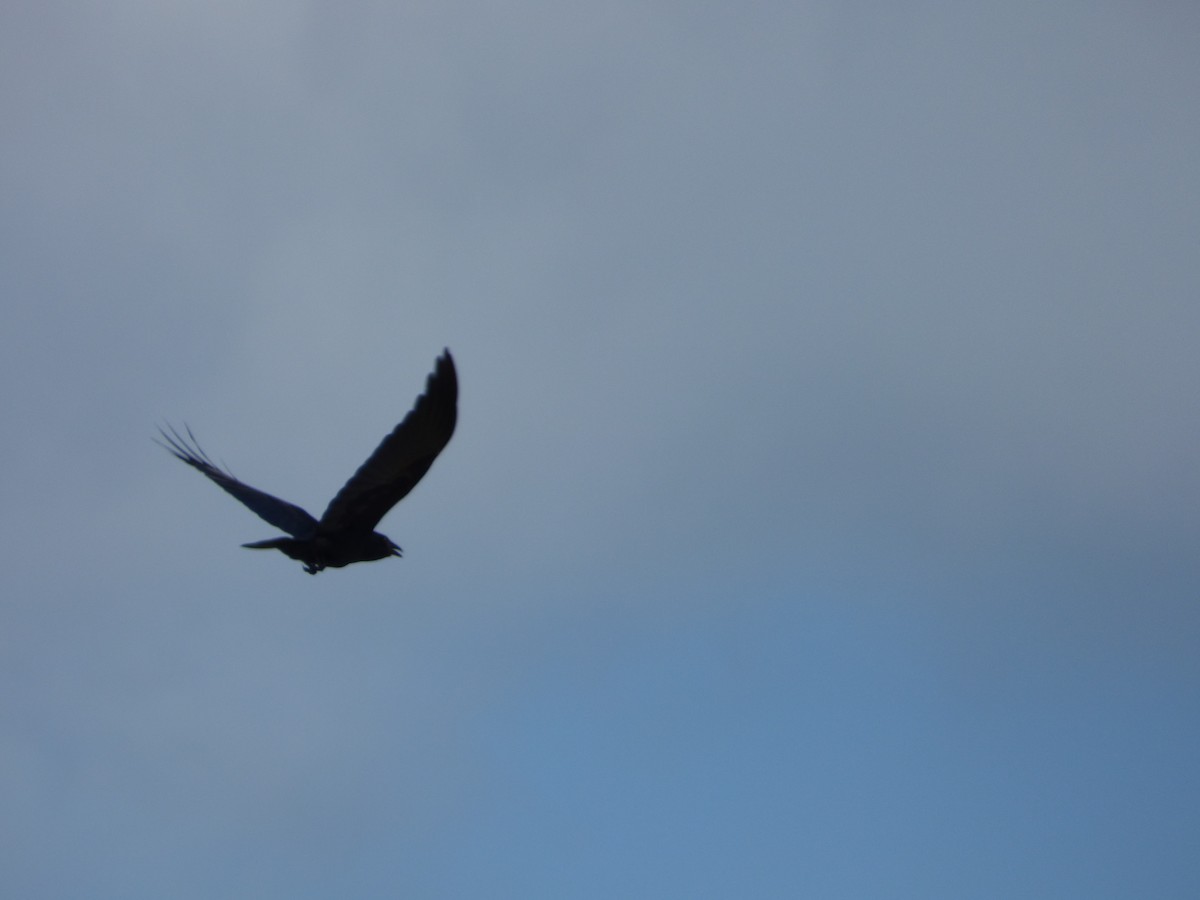 Fish Crow - ML101648101