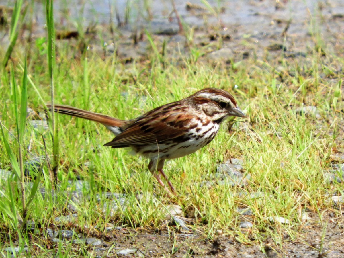 Song Sparrow - ML101649361