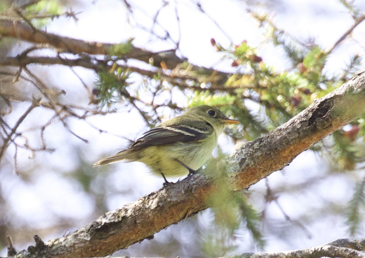 Yellow-bellied Flycatcher - Mary Backus