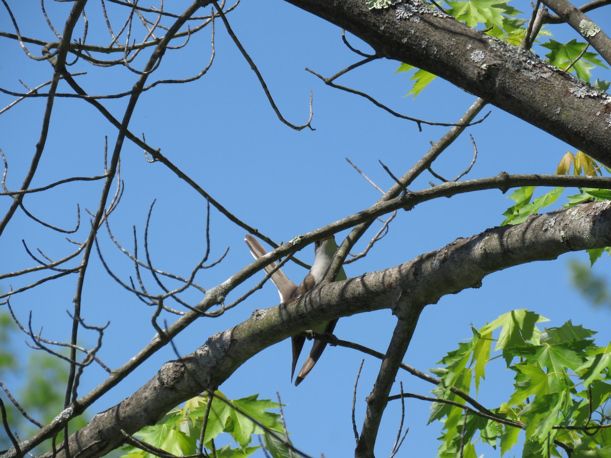 Yellow-billed Cuckoo - ML101650541