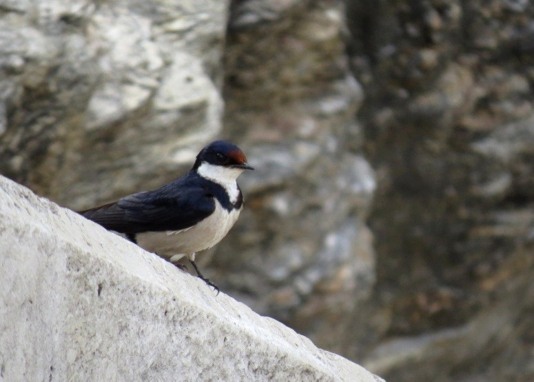 White-throated Swallow - ML101652701