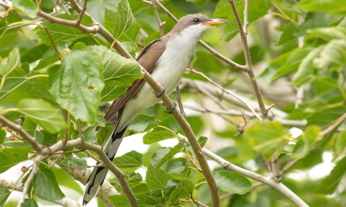 Yellow-billed Cuckoo - Paul Fenwick