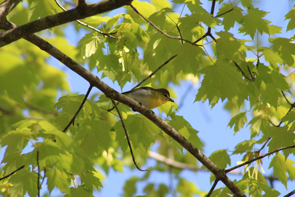 Yellow-throated Vireo - ML101654911