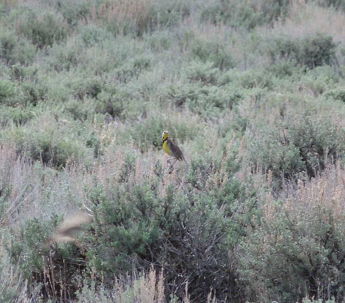 Western Meadowlark - ML101655001