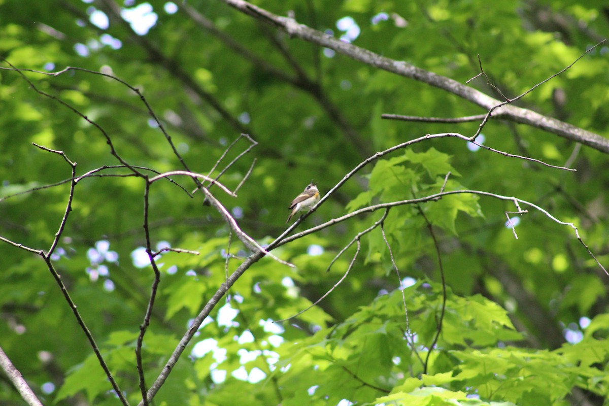 American Redstart - ML101655191