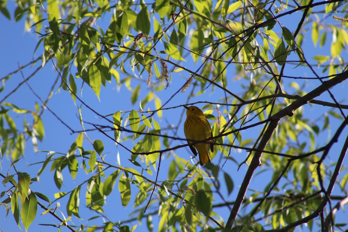 Yellow Warbler - ML101655291