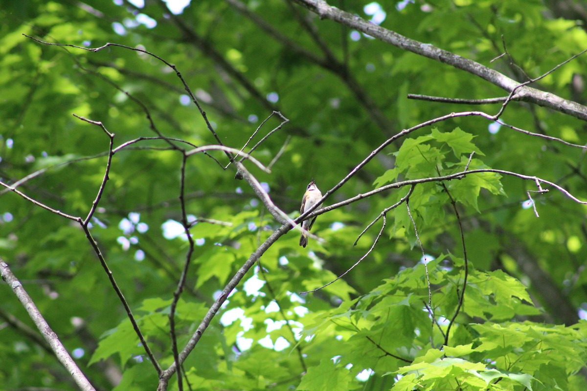 American Redstart - ML101655431