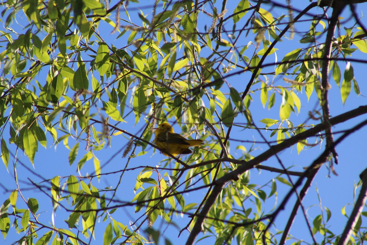 Yellow Warbler - ML101655461