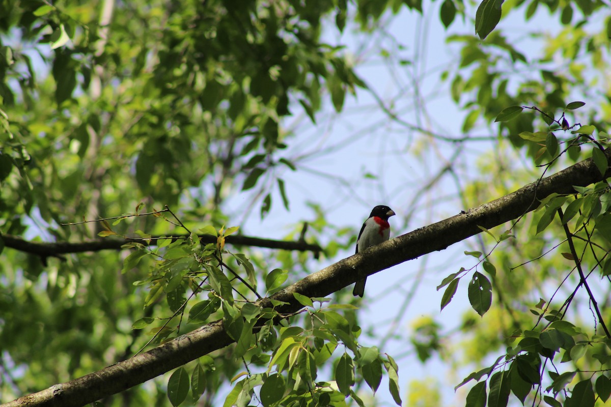 Rose-breasted Grosbeak - ML101655491