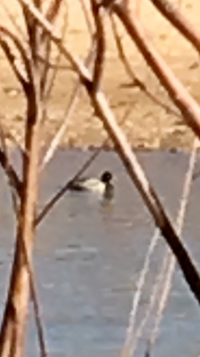 Lesser Scaup - ML101656841