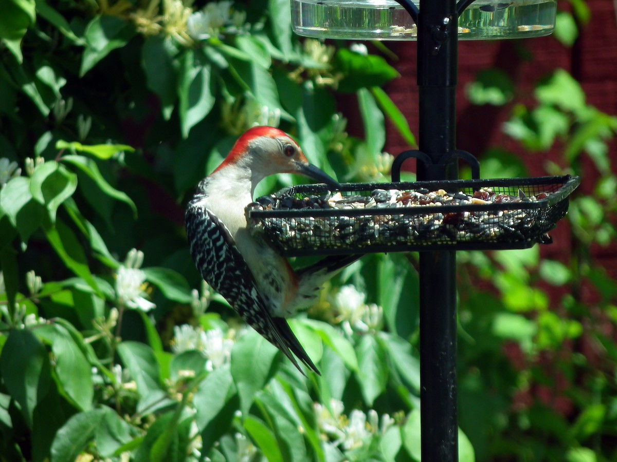 Red-bellied Woodpecker - ML101658911