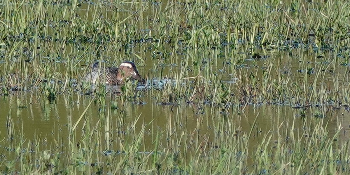 Цагаан хөмсөгт нугас - ML101659081