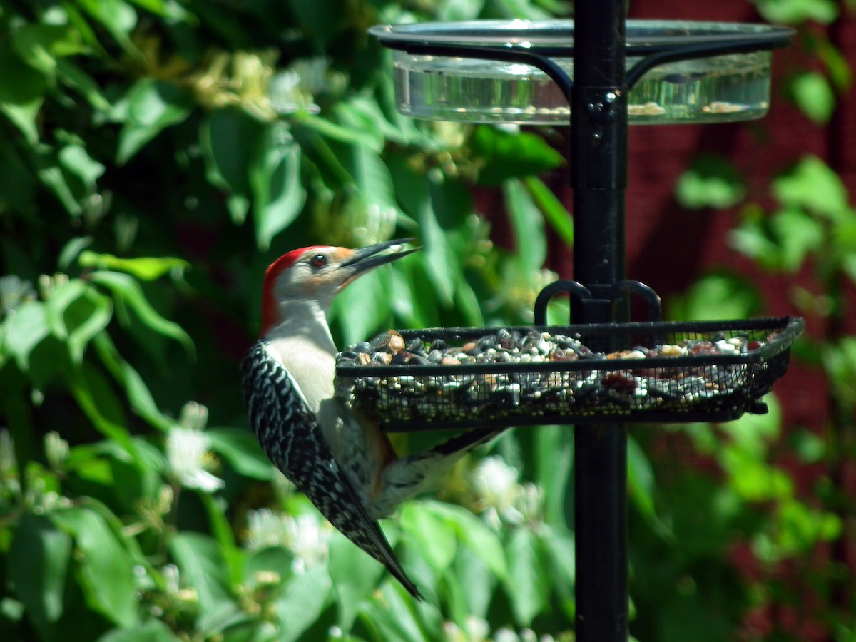 Red-bellied Woodpecker - Jessica Cook