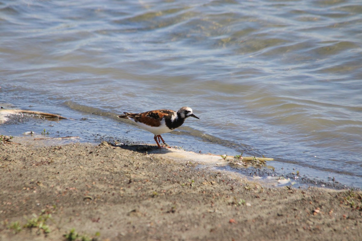 Ruddy Turnstone - Danny Montalvo