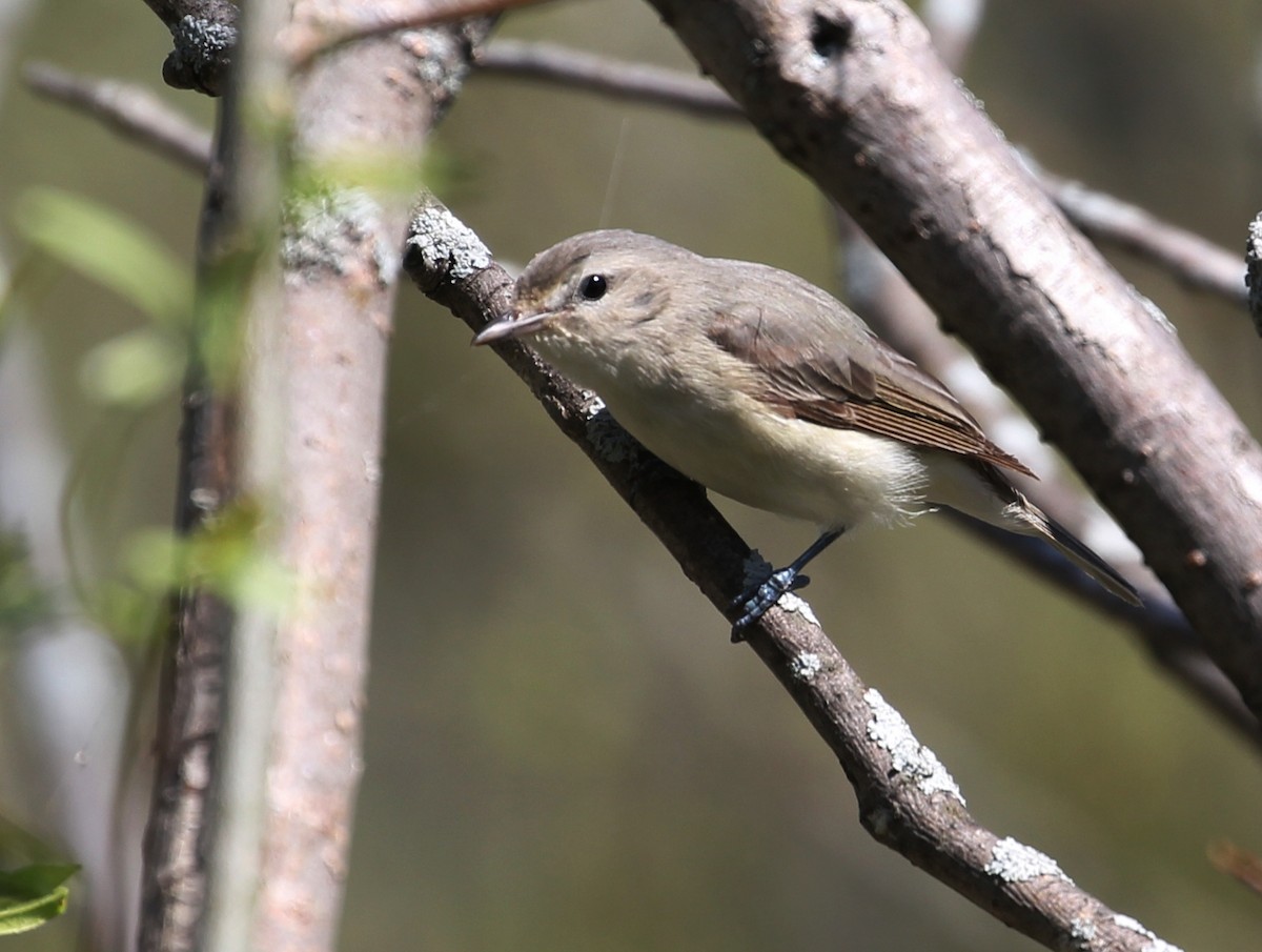 Warbling Vireo - ML101662861