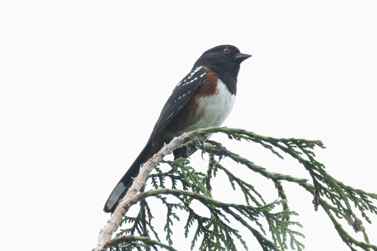 Spotted Towhee - Glen Chapman