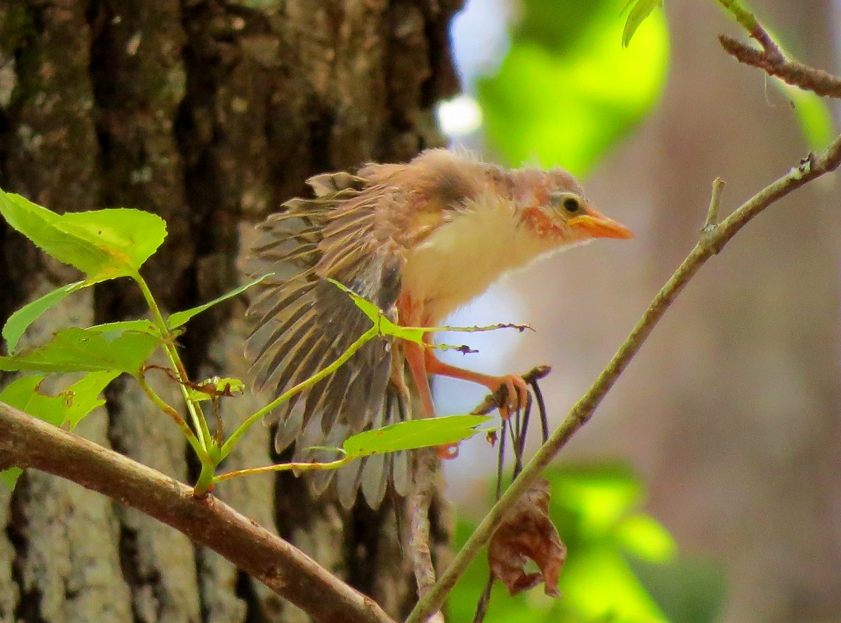 Red-eyed Vireo - ML101666261