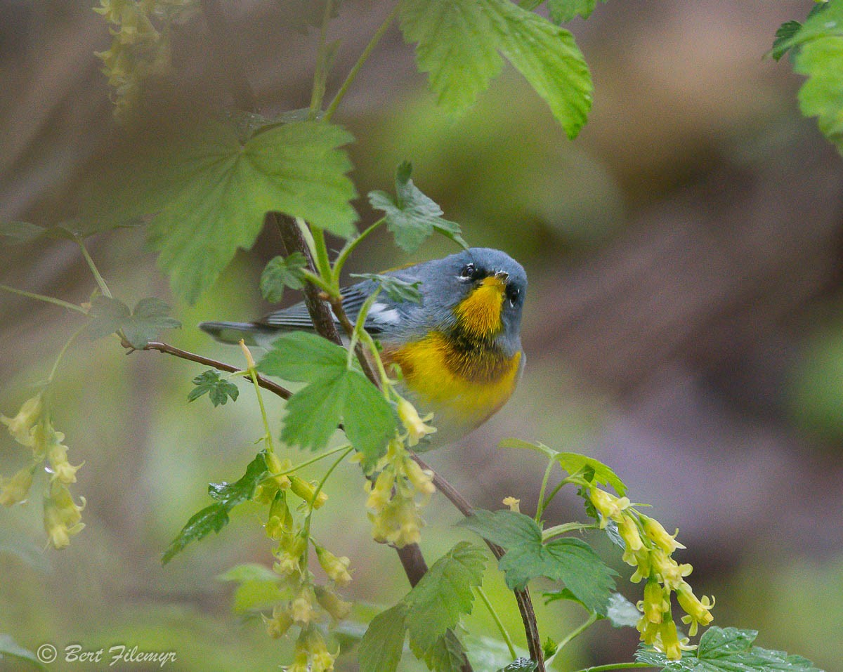 Northern Parula - ML101667941