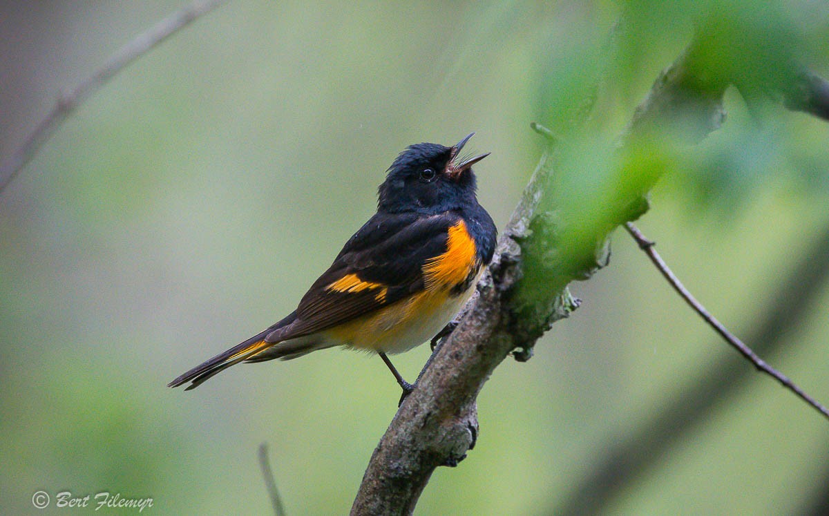 American Redstart - ML101668221